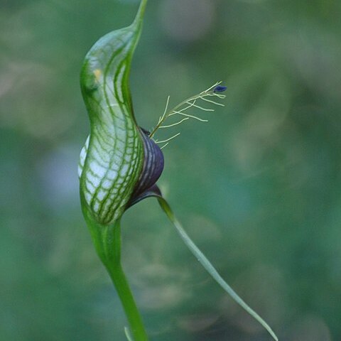 Pterostylis barbata unspecified picture