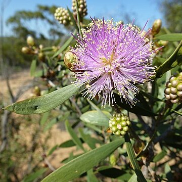 Melaleuca campanae unspecified picture