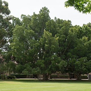 Ficus microcarpa var. hillii unspecified picture