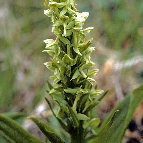 Platanthera tipuloides unspecified picture