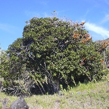 Ochrosia haleakalae unspecified picture