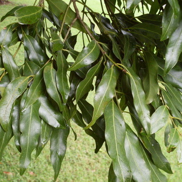 Cinnamomum oliveri unspecified picture