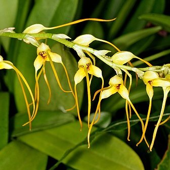 Masdevallia lehmannii unspecified picture