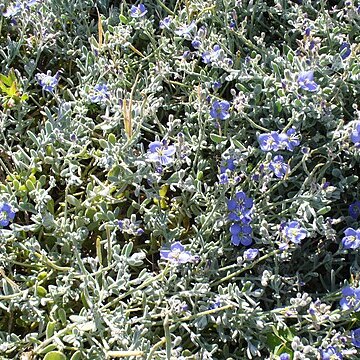 Heliophila linearis unspecified picture