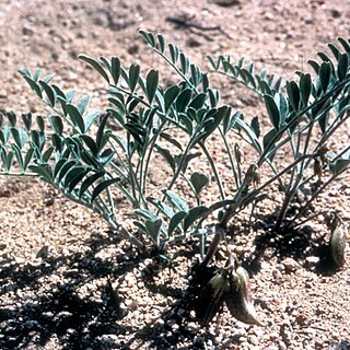 Astragalus ertterae unspecified picture