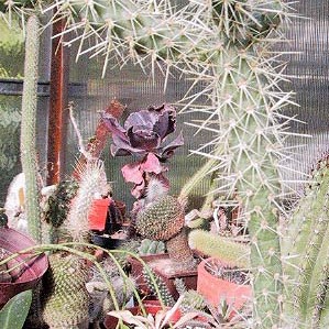 Cylindropuntia alcahes subsp. burrageana unspecified picture