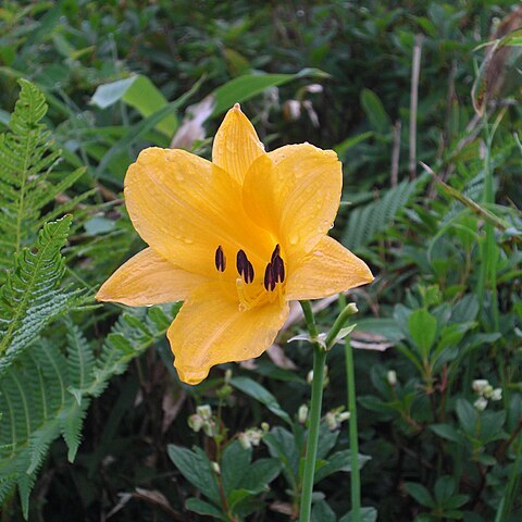 Hemerocallis middendorffii var. esculenta unspecified picture