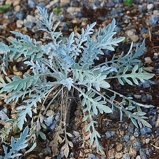 Centaurea niederi unspecified picture