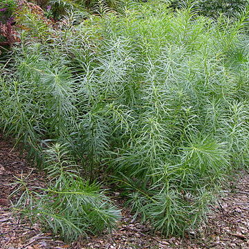 Amsonia hubrichtii unspecified picture