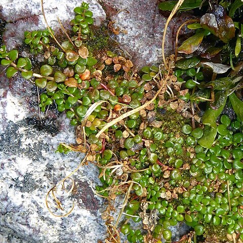 Epilobium pernitens unspecified picture