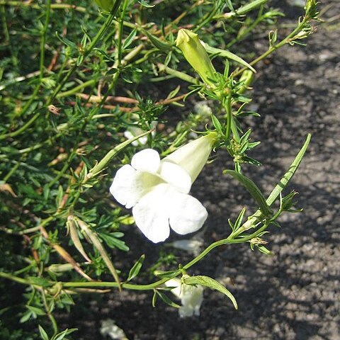 Incarvillea sinensis unspecified picture