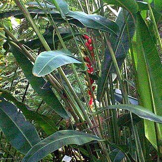 Heliconia velutina unspecified picture