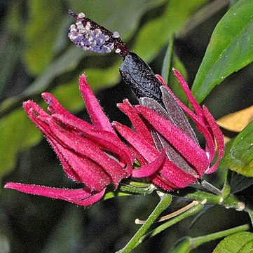 Pavonia multiflora unspecified picture