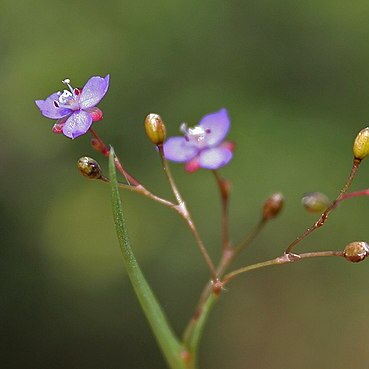 Murdannia edulis unspecified picture