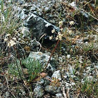 Lomatium engelmannii unspecified picture