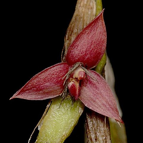 Bulbophyllum sagemuelleri unspecified picture