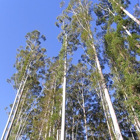 Eucalyptus grandis unspecified picture