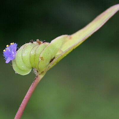 Cyanotis cristata unspecified picture