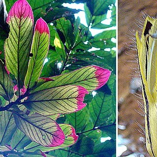 Columnea zebrina unspecified picture