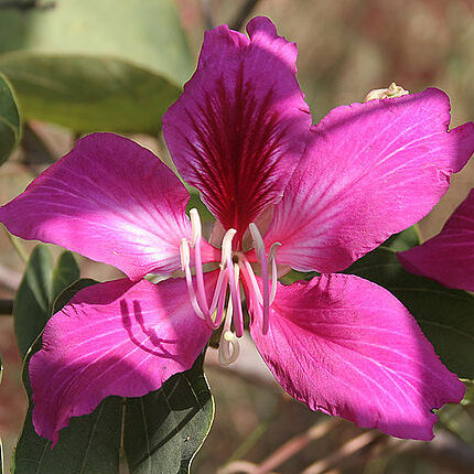 Bauhinia unspecified picture