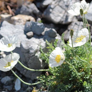 Papaver occidentale unspecified picture