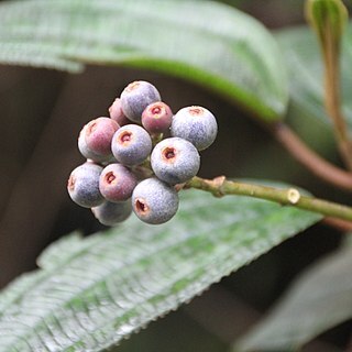 Miconia mirabilis unspecified picture