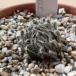 Haworthia nortieri var. pehlemanniae unspecified picture