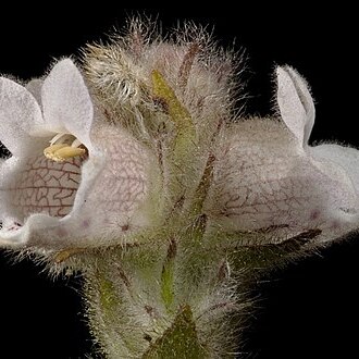 Hemiphora unspecified picture