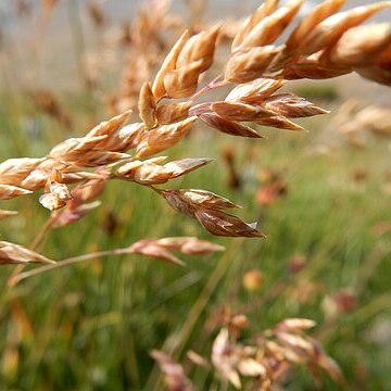 Poa arctica unspecified picture