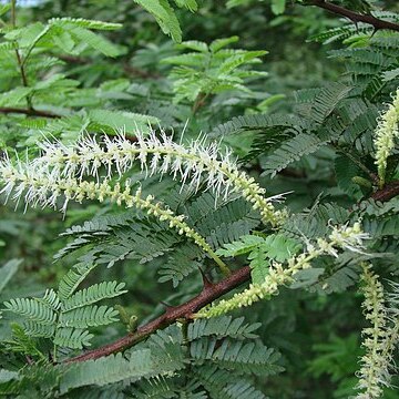 Mimosa tenuiflora unspecified picture