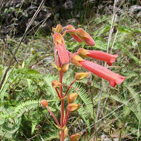 Sinningia sceptrum unspecified picture