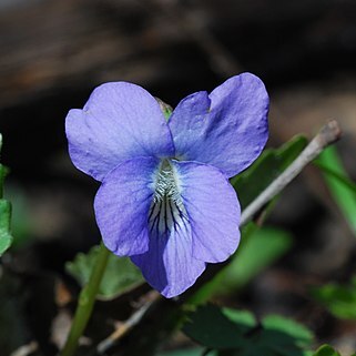 Viola affinis unspecified picture