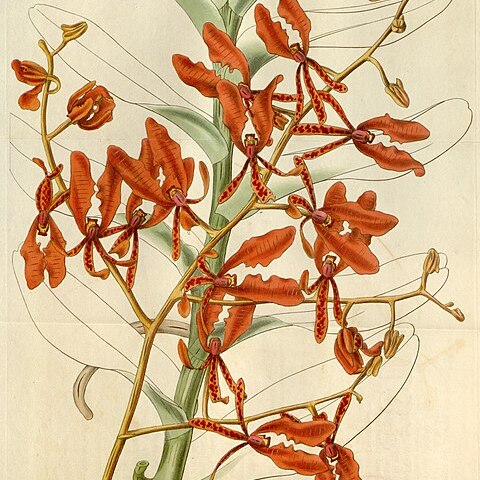 Renanthera unspecified picture