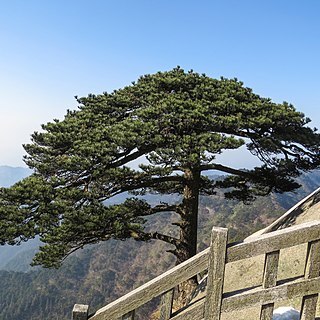 Pinus hwangshanensis unspecified picture