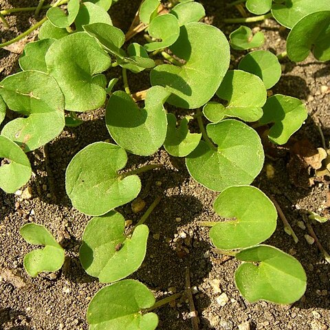 Dichondra donelliana unspecified picture