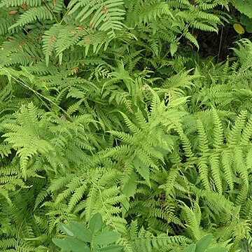 Athyrium yokoscense unspecified picture