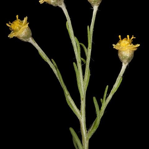 Gilberta tenuifolia unspecified picture