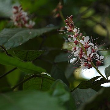 Humboldtia brunonis unspecified picture