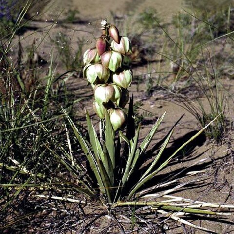 Yucca sterilis unspecified picture