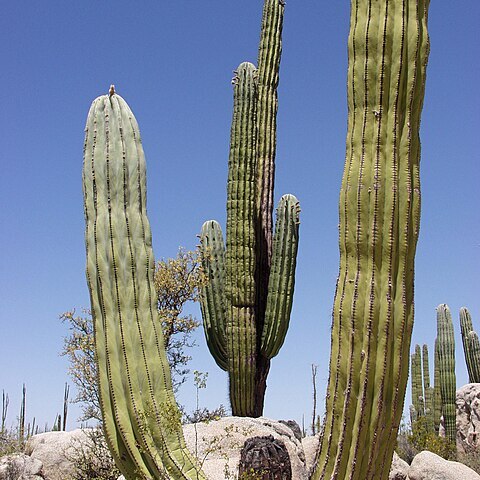 Pachycereus unspecified picture