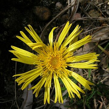 Podolepis neglecta unspecified picture