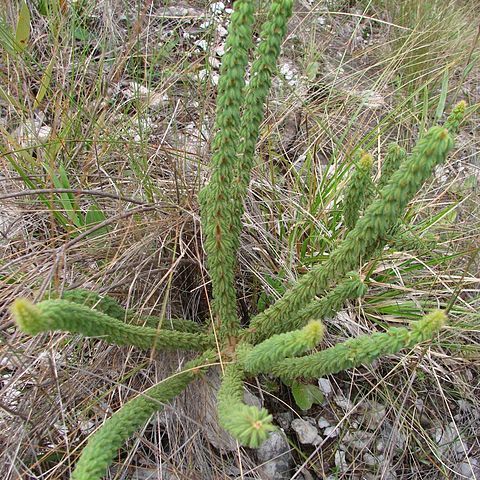 Mimosa virgula unspecified picture