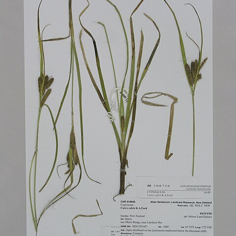 Carex calcis unspecified picture