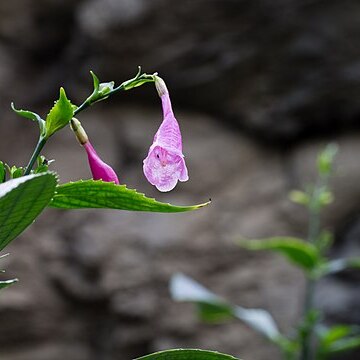 Strobilanthes cusia unspecified picture