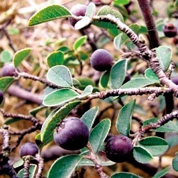 Cotoneaster saxatilis unspecified picture