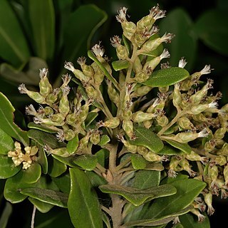 Brachylaena glabra unspecified picture