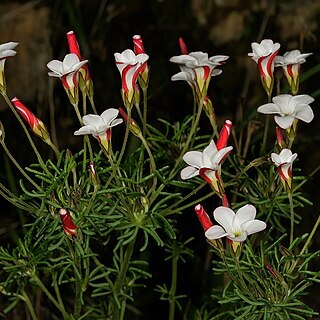 Oxalis versicolor unspecified picture