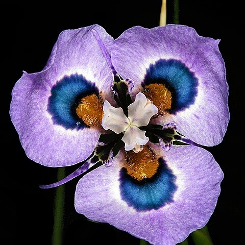 Moraea villosa unspecified picture