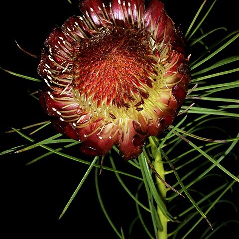 Protea pityphylla unspecified picture