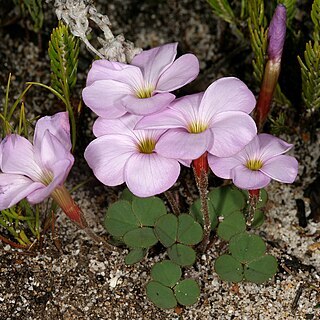 Oxalis eckloniana unspecified picture